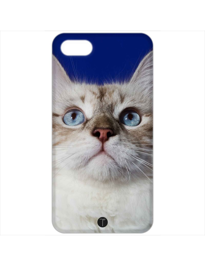 370 - Gatto