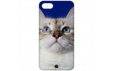 370 - Gatto