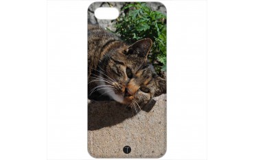 371 - Gatto
