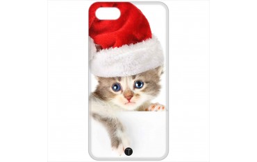 372 - Gatto