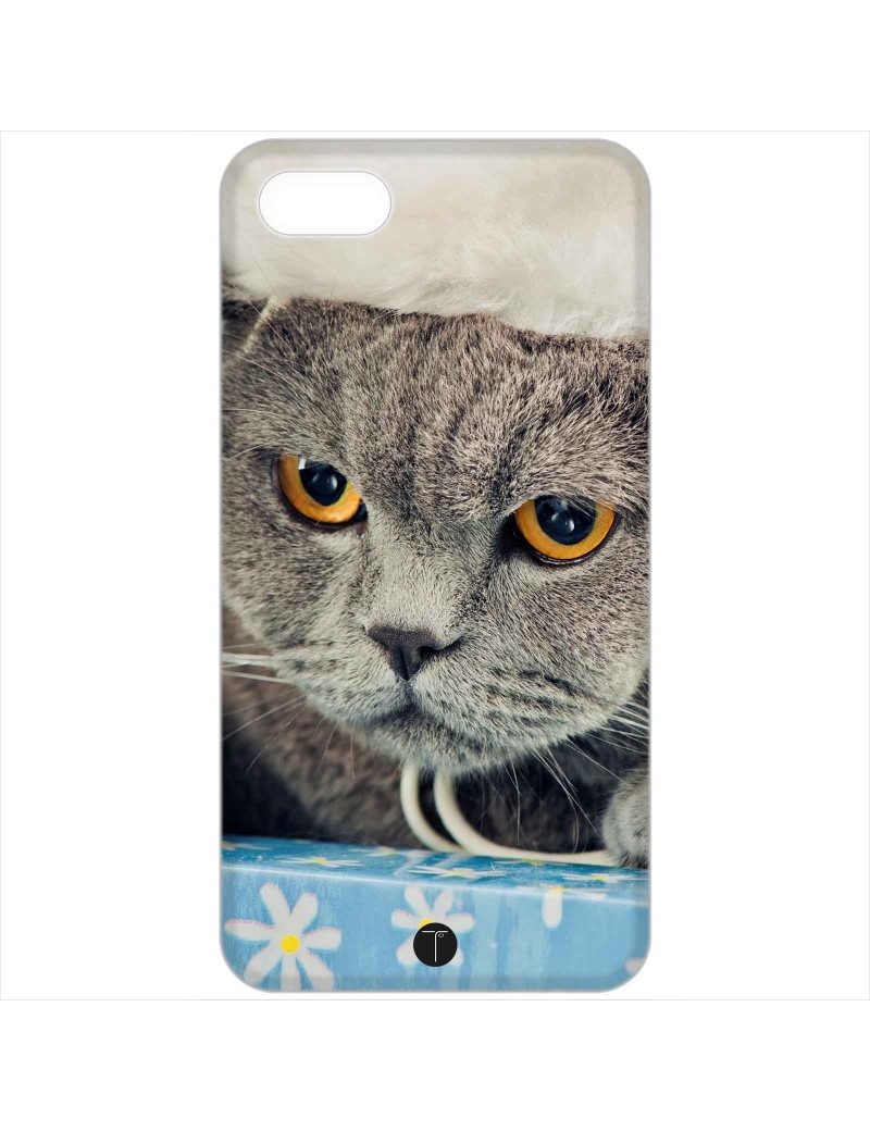 373 - Gatto