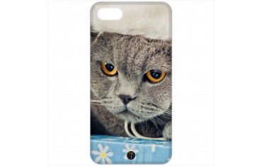 373 - Gatto