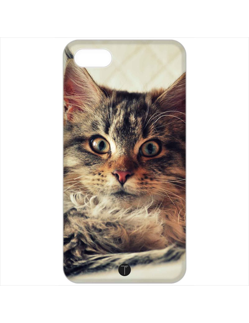 376 - Gatto