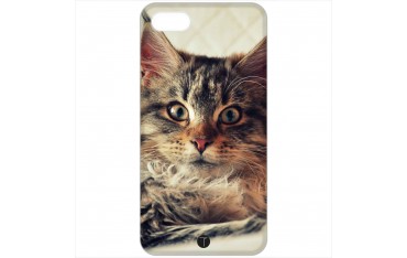 376 - Gatto
