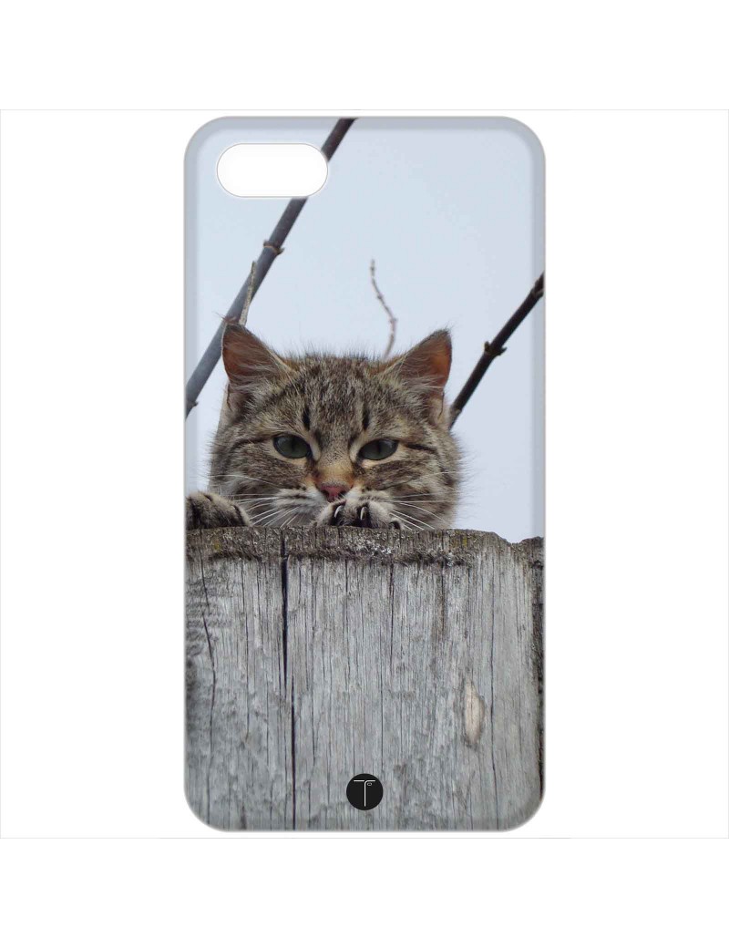 377 - Gatto