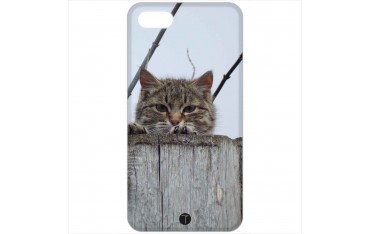 377 - Gatto