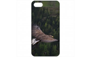 383 - Aquila