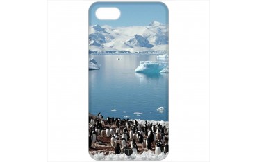 385 - Pinguini