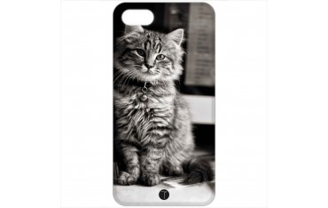 397 - Gatto