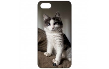 398 - Gatto