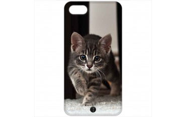 399 - Gatto