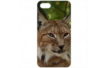 407 - Lince