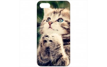 412 - Gatto