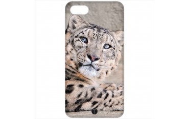 422 - Leopardo