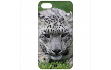 423 - Leopardo