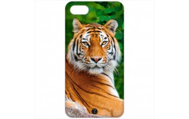 429 - Tigre