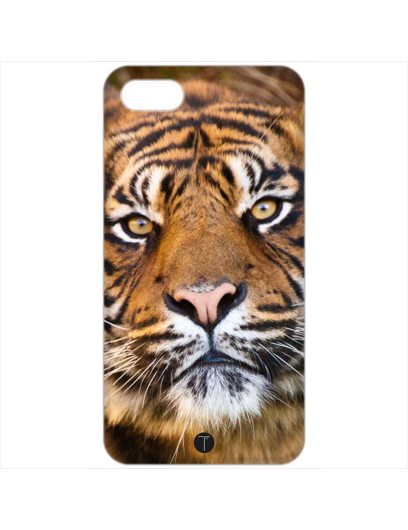 430 - Tigre