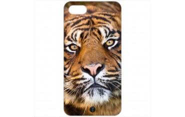 430 - Tigre