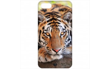 434 - Tigre