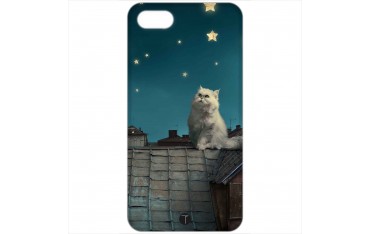 437 - Gatto