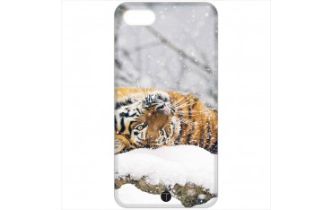 456 - Tigre siberia