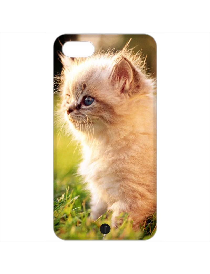 484 - Gatto