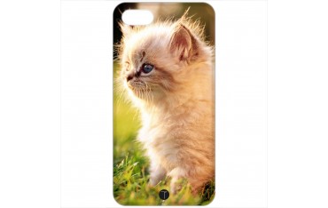 484 - Gatto